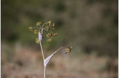 Vedi lo zoom